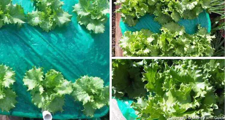lettuce growing in diy sub irrigation planter self watering cotainer