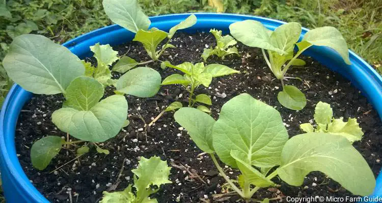 vegetables growing in recycled container plastic barrel