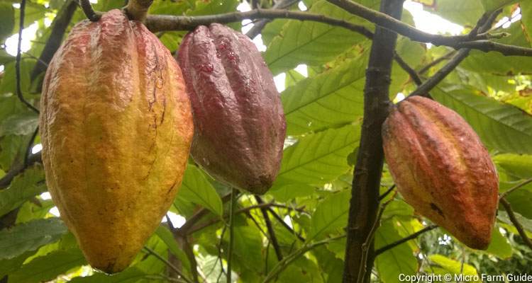 cocoa in natural farming system