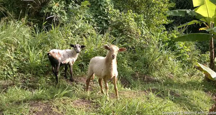 lambs grazing between bananas trees in integrated farming system