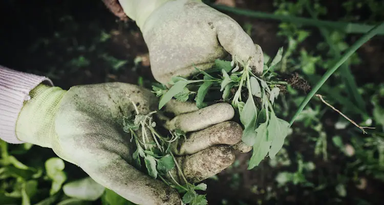 weed control in natural farming