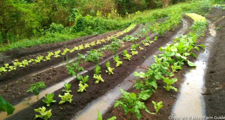 conserve water in natural farming terrace swale