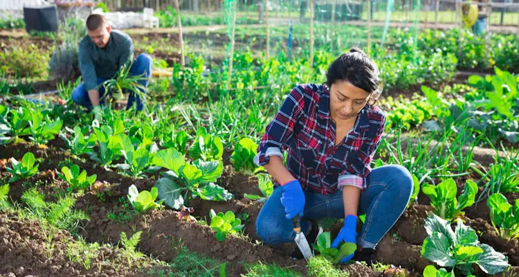 gardening using sustainable practices