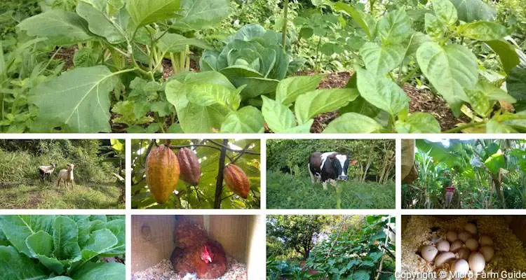 what is natural farming