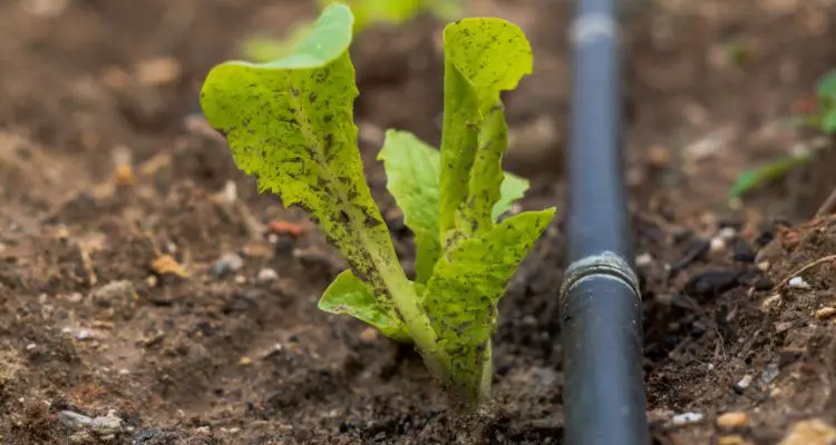 young lettuce plant drip irrigation