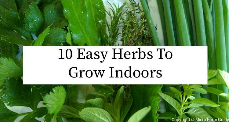 10 easy herbs to grow indoors