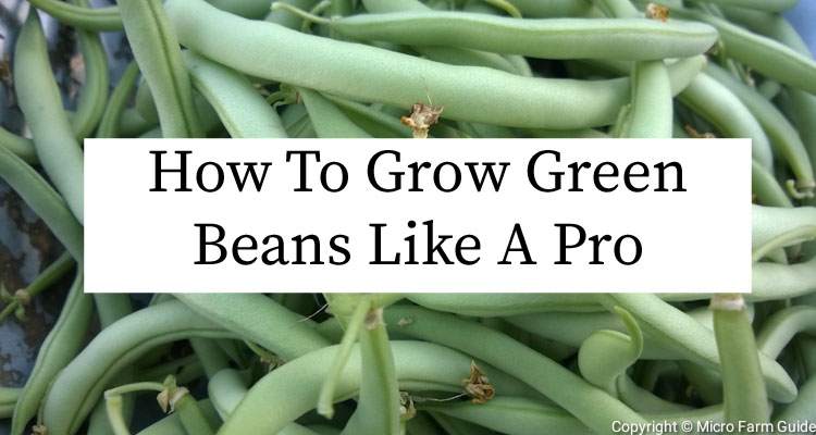 growing green beans like a pro