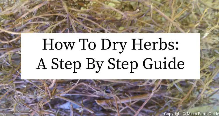 How To Dry Herbs For Beginners