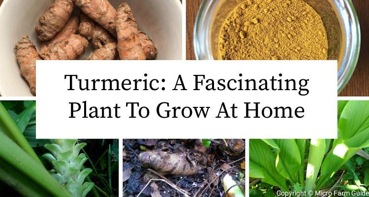 turmeric a facinating plant you can grow at home