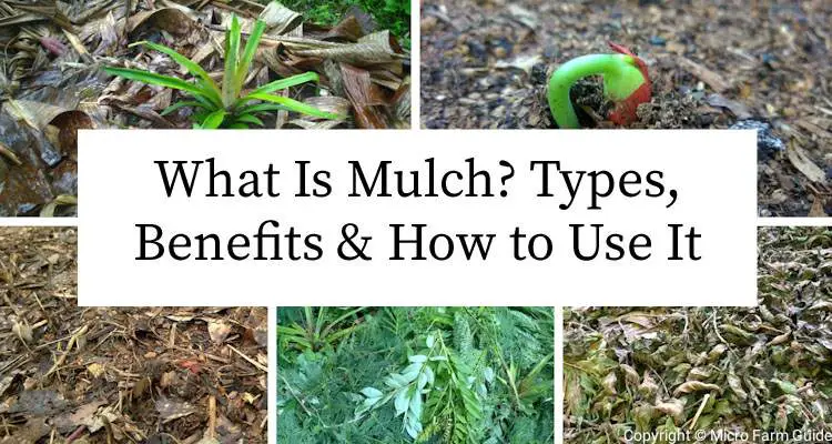 what is mulch for gardening
