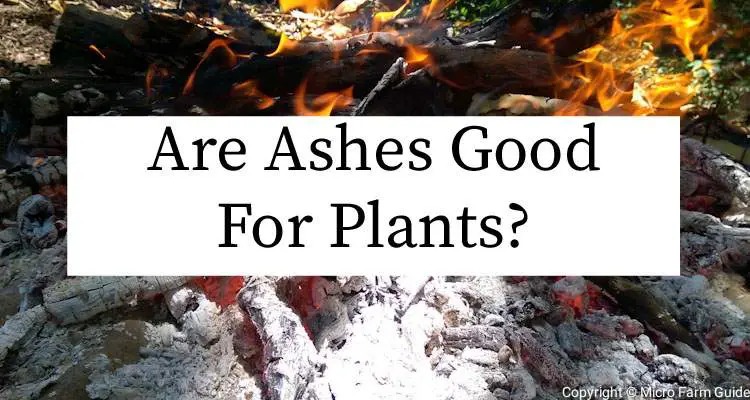 are ashes good for plants
