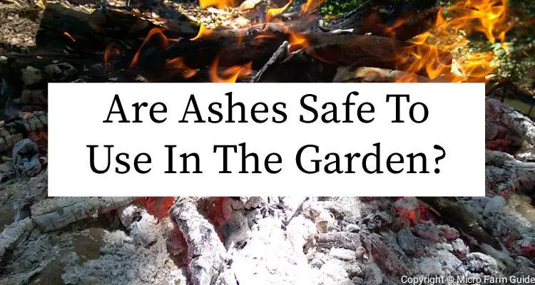 are ashes safe to use in the garden