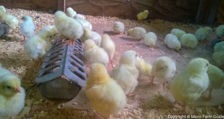 broiler chicks eating started and brown rice