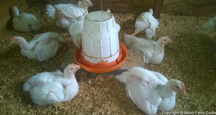 broiler chicks in coop on hot day