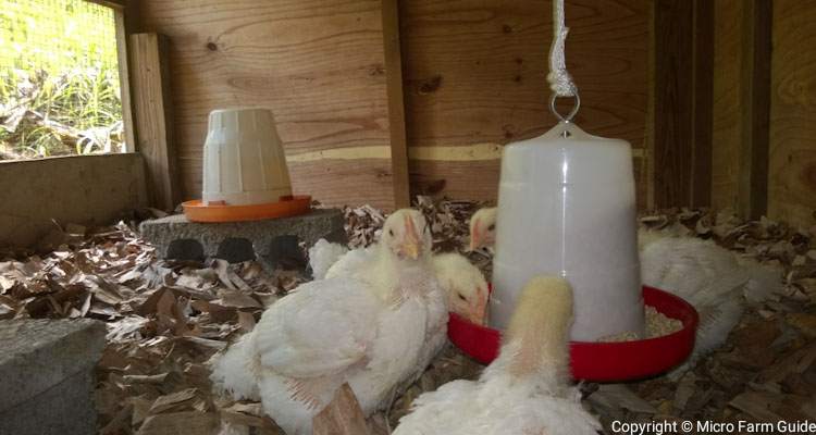 broiler chicks in spacious coop drinking eating