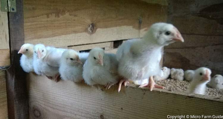 broiler chicks perching on partition