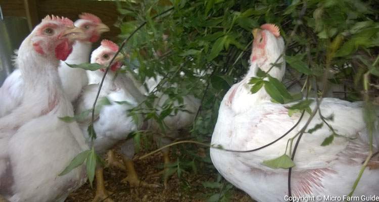 broiler meat chickens eating water grass