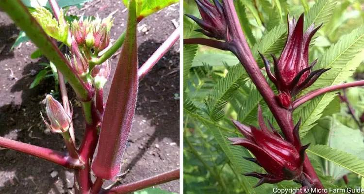 burgundy okra and red sorrel