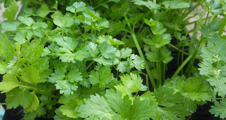 cilantro coriandrum sativum