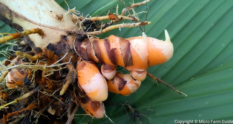 close up of developing turmeric rhizomes