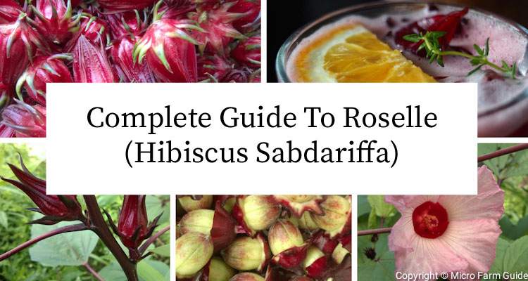 complete guide to roselle hibiscus sabdariffa