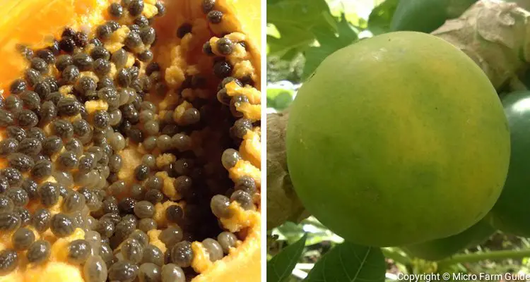 cut papaya fruit with seeds and ripening papaya fruit on tree