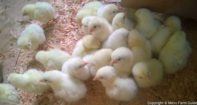 day old broiler chicks in coop