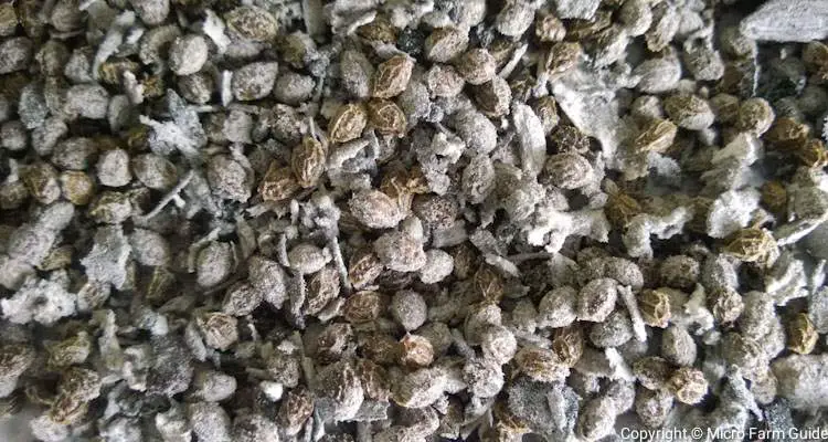 dried papaya seeds in ashes