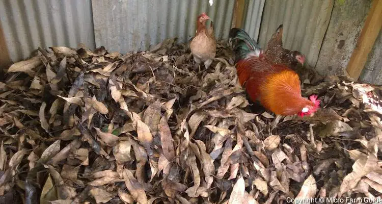 dry leaves in chicken coop