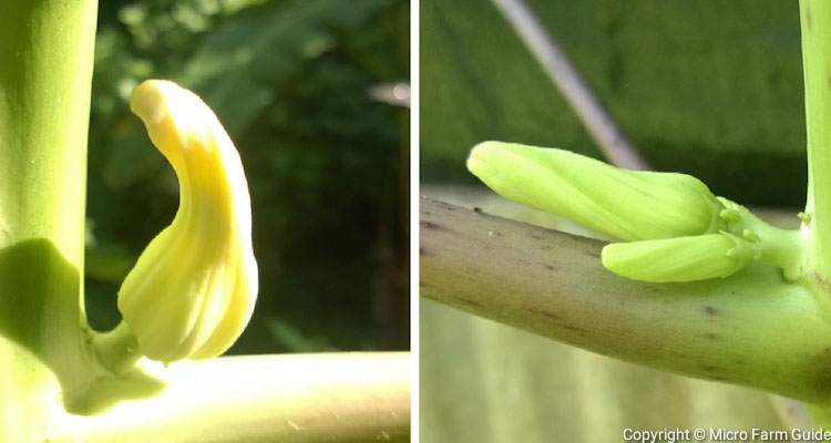 female and hermaphrodite papaya flower