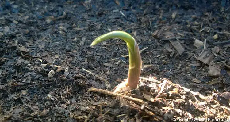 garlic growing in mulch