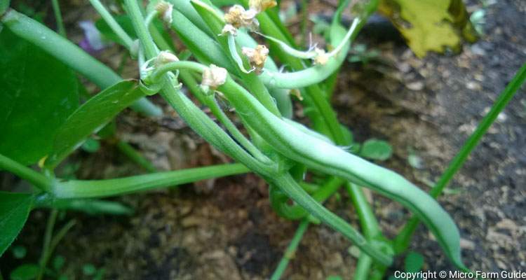 green bean pods ready to harvest