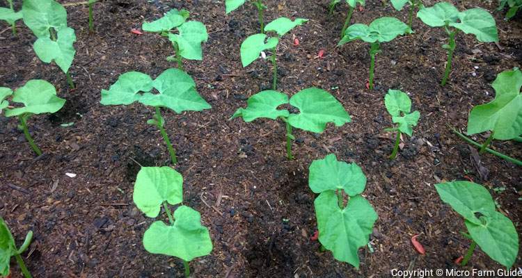 green beans seedlings