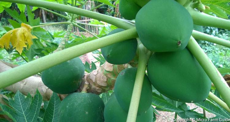 green papayas on multi stem tree
