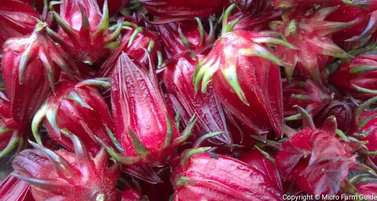 grenadian red sorrel hibiscus sabdariffa