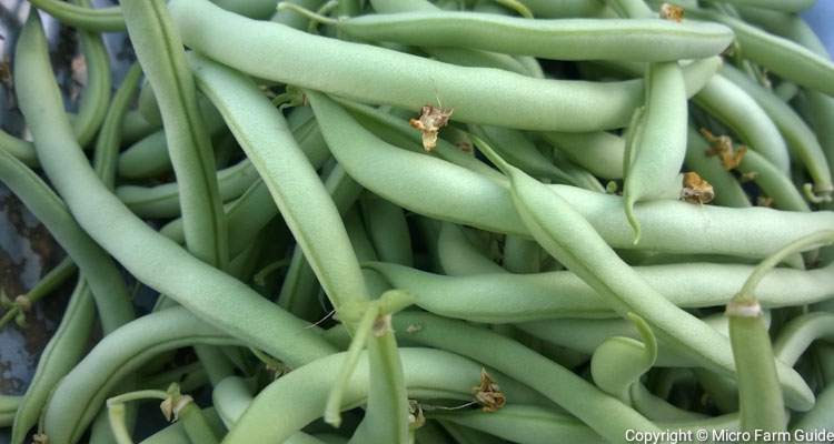 harvested green bean pods