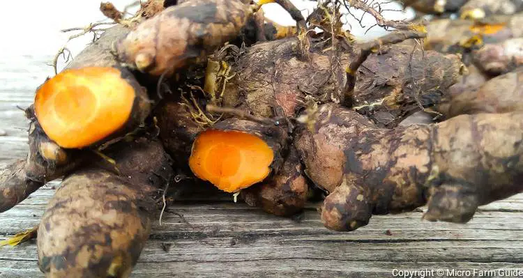 harvested turmeric rhizomes