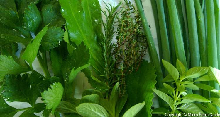 herbs to grow indoors