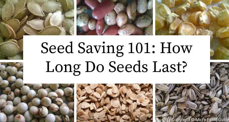 how long so seeds last