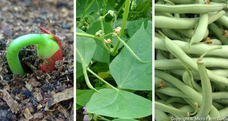 how to grow green beans from seed to harvest