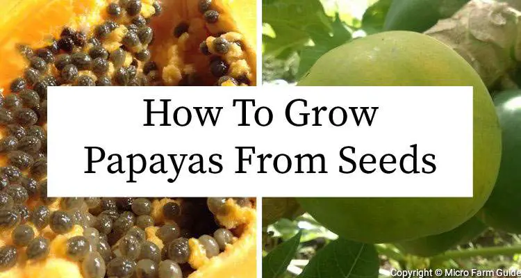 how to grow papayas from seeds