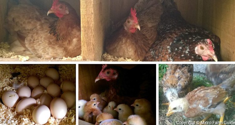how to raise chickens for eggs
