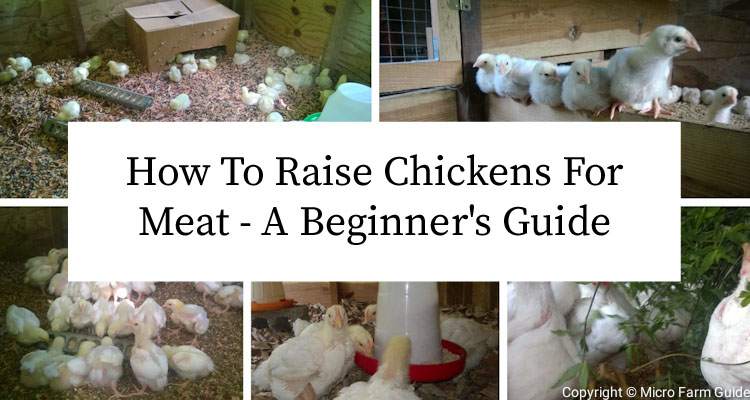 how to raise chickens for meat at home