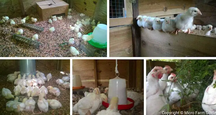 how to raise chickens for meat