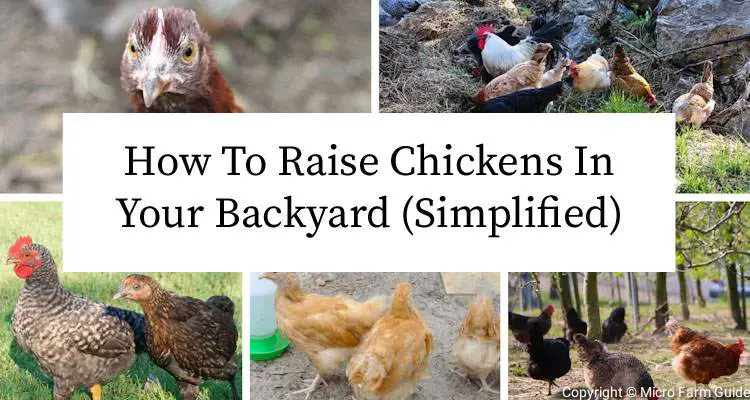 how to raise chickens in your backyard