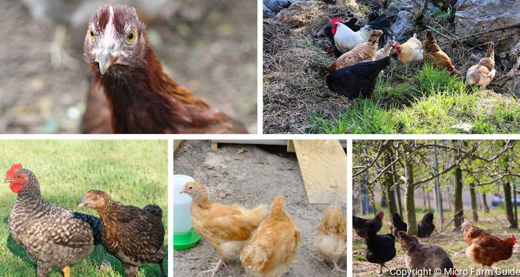 images of backyard chicks in run and free range