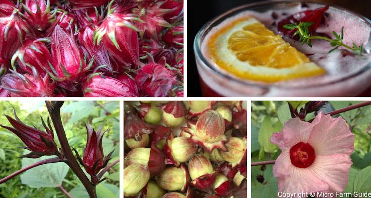 images of roselle plant calyces seeds and beverage