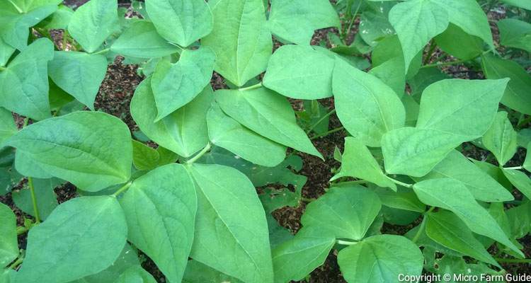 large leaves of green beans plant