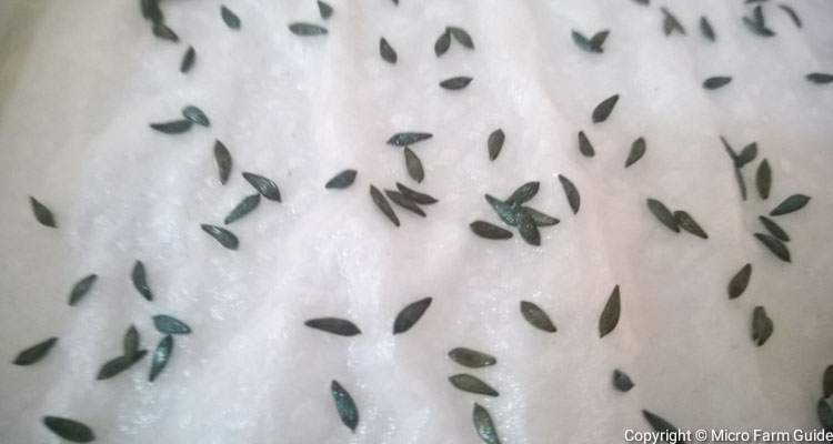 lettuce seeds on damp paper towel