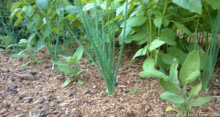 mulch covered garden bed sage and bunching onion